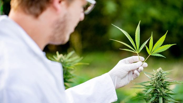 Using Cannabis Medically