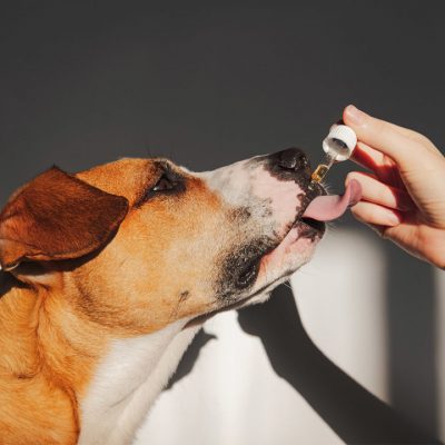 How to Choose The Right CBD Treats for Your Pets? 