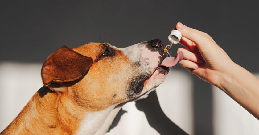 How to Choose The Right CBD Treats for Your Pets? 