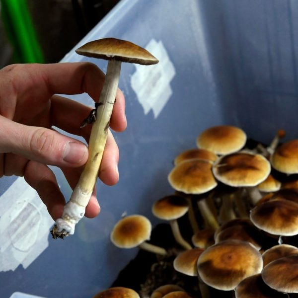 Buy Magic Mushrooms Online in Canada: What You Need to Know