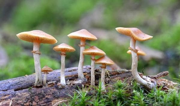 Should Beginners Try the Strongest Mushrooms for Tripping?